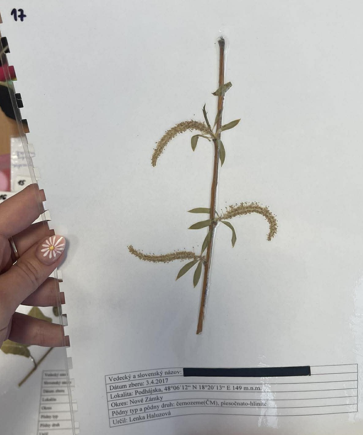 Rastlina Salix alba